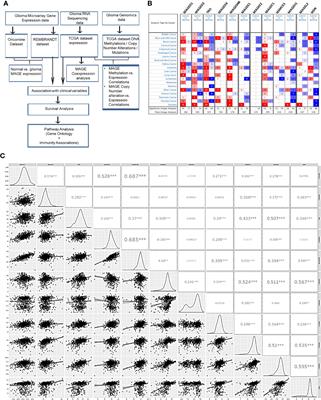 Downregulation of Brain Enriched Type 2 MAGEs Is Associated With Immune Infiltration and Poor Prognosis in Glioma